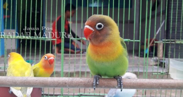 40+ Burung langkah indonesia terbaru